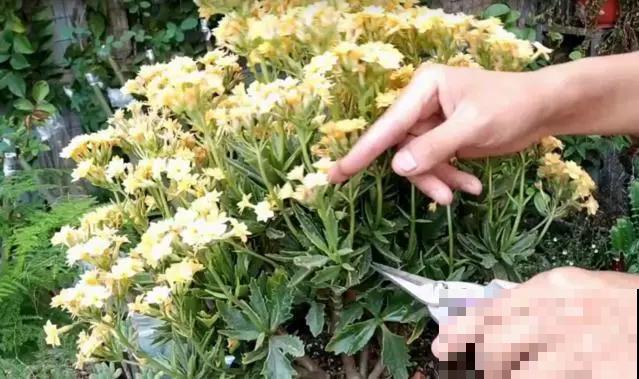 养花就得勤“掐”，别心疼，掐完才能呼呼冒芽