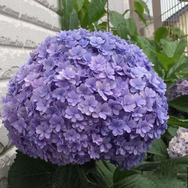 那些开出“花团子”的花，个个都是爆盆机器，开花停不下来