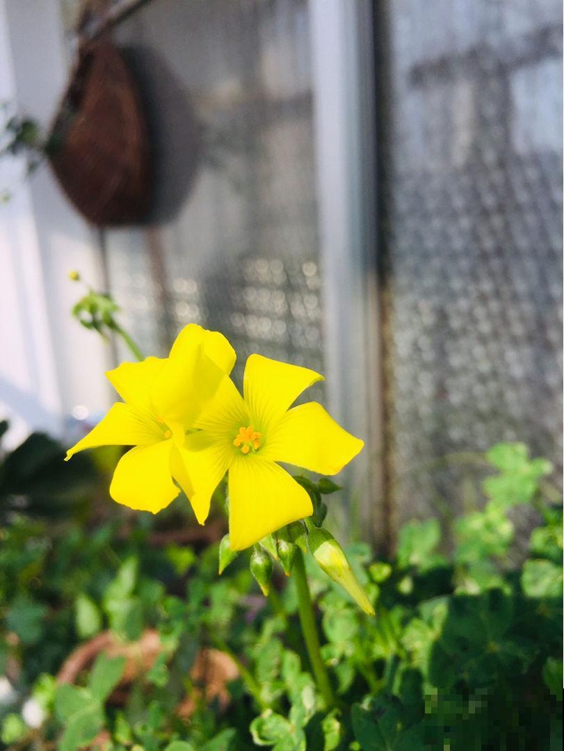 春天就要养盆酢浆草，五颜六色，看着心情也都变好了！