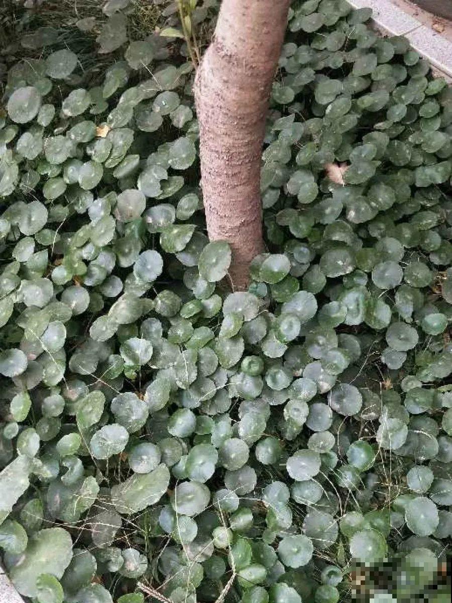 养这花才省心，掉片叶子下来，砖缝里也能长！