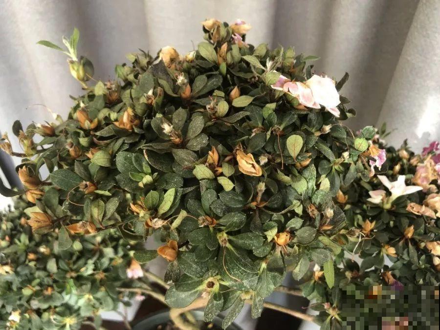 这花公认难养，买回家没开两天，叶子发黄全都往下掉！