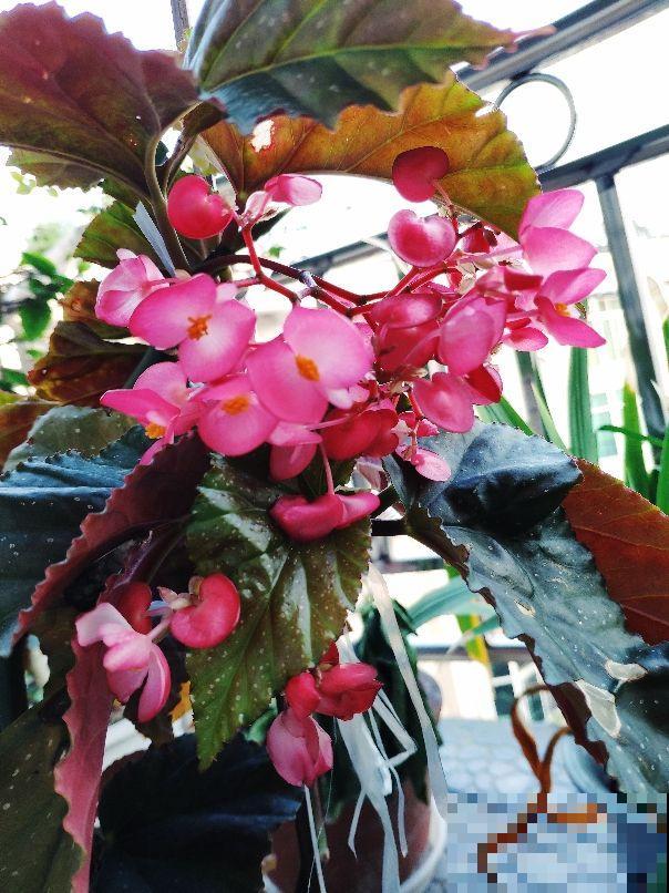这花真是个“劳模”，一年能开10个月，谁看了都羡慕