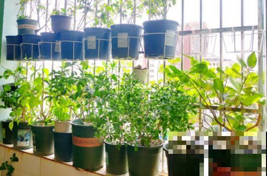 花盆土硬邦邦，加一把“松土剂”，立马松软透气有营养！