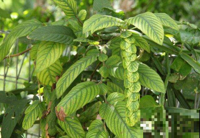 这野草长得好奇怪，一根枝条两种叶，而且还有大作用！