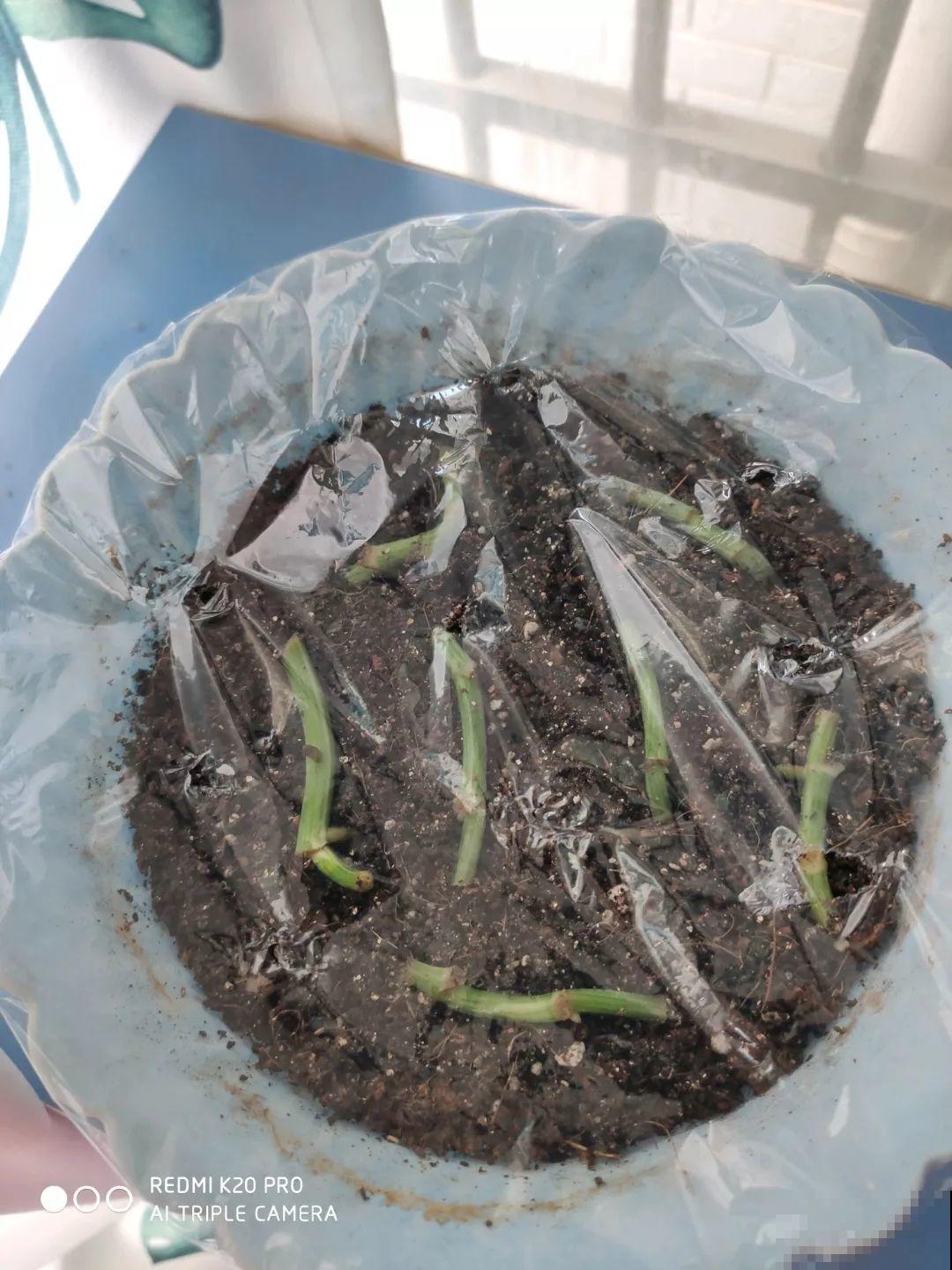 这6种花，现在扦插最好活，摘片叶子照样生根！