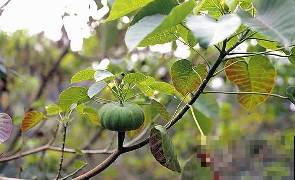 野外看到这5种植物，不要好奇去碰，会流出有毒汁液