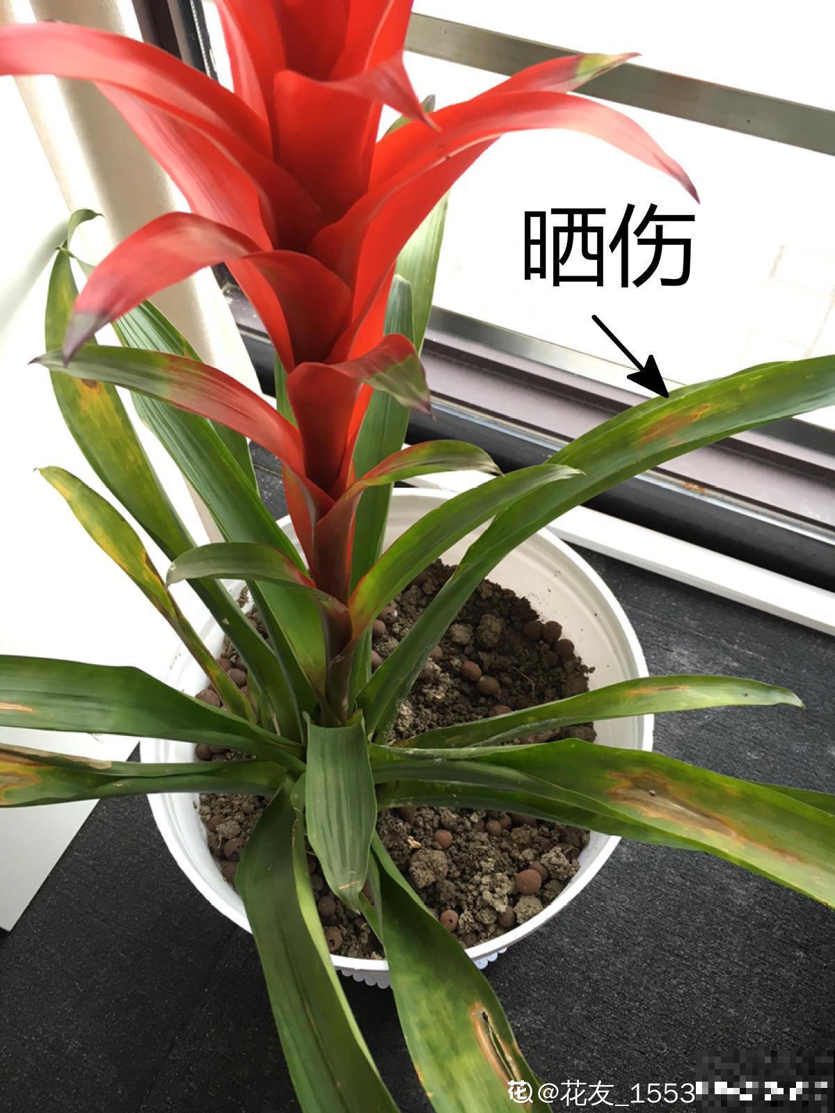 神奇的“火炬花”，一生只开一次花，开花必有好兆头！