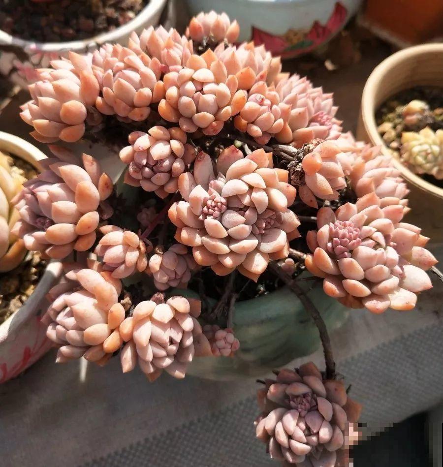 1块5毛钱的多肉，3年后养成了这样，对比太明显！