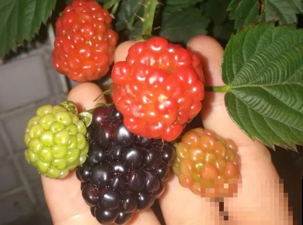 阳台也能种水果，这4种果树盆栽，耐旱耐热挂果多！