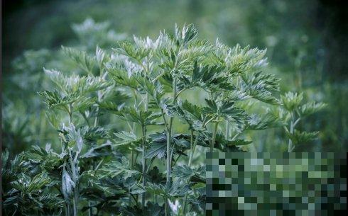 农村一种野草，能做菜能入药，还能泡脚驱寒，对女人身体好！