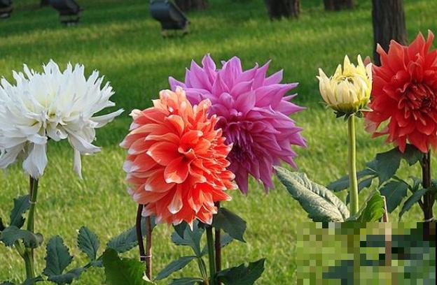 农村一种地瓜花，花开碗口大，居然还是老外的国花？