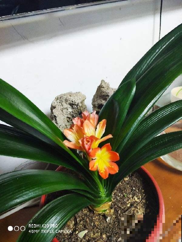 这花是个“老酒鬼”，给花喝一点，叶绿得直直滴油