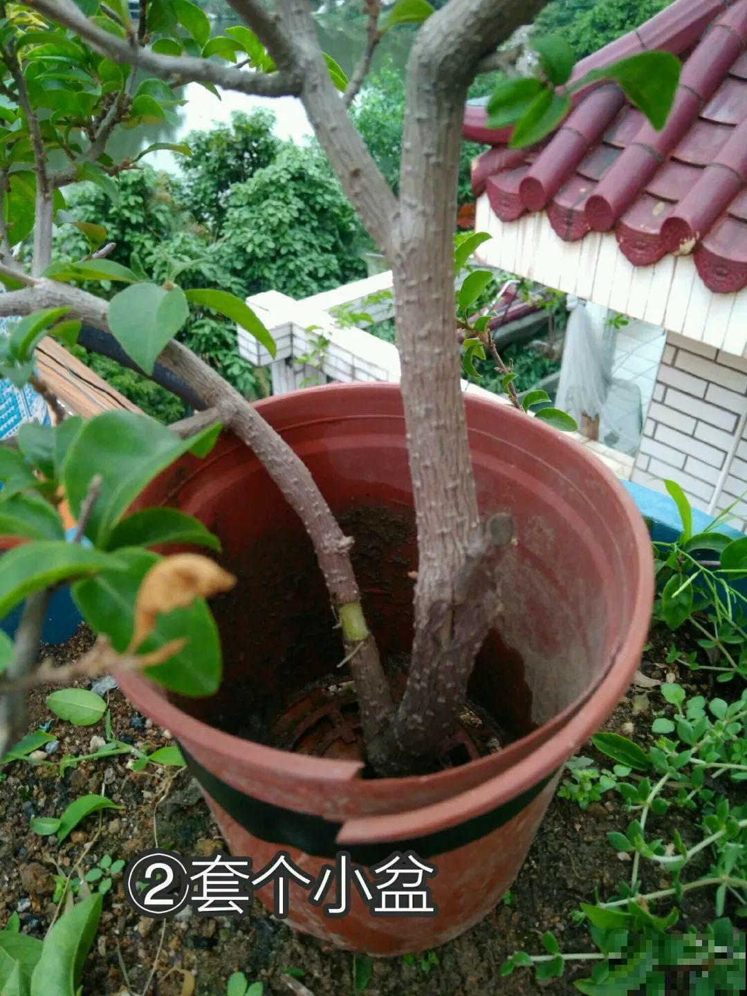 三角梅、月季用最简单的扦插法，塑料瓶套上就生根，懒人也会做！
