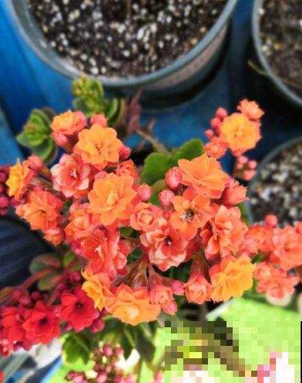 原来长寿花能开多色花，李大姐亲身传授，看一遍就学会！