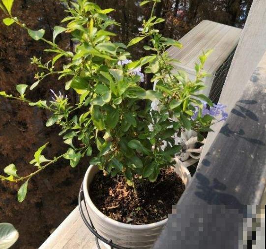 开花劳模就是它，开春狠心剪一剪，半个月就爆盆，不要心疼枝条！