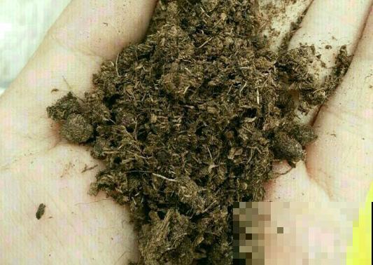 4年多肉迷的养肉技巧，从小白到高手，是如何炼成的！（上）