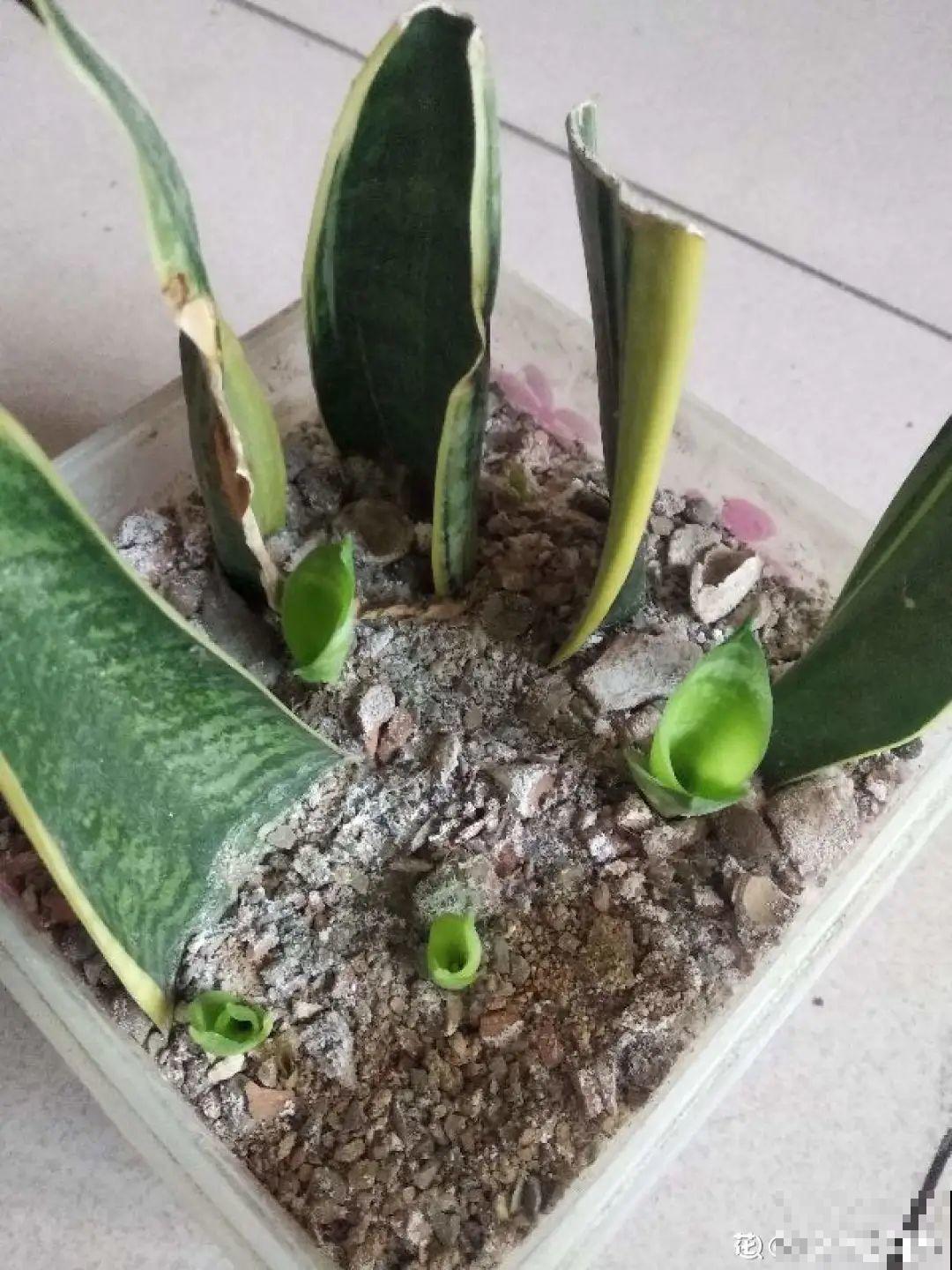 开完花的蟹爪兰，叶子摘一摘，放在梳子上遇水就生根！