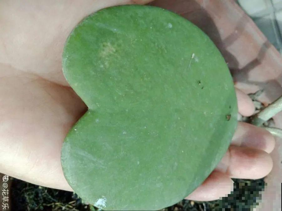 开完花的蟹爪兰，叶子摘一摘，放在梳子上遇水就生根！