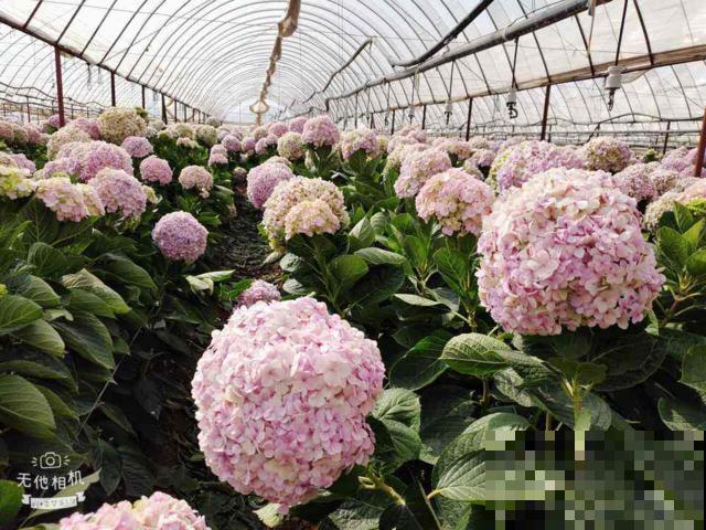 这花又叫“八仙花”，家里养一盆，富贵吉祥招好运