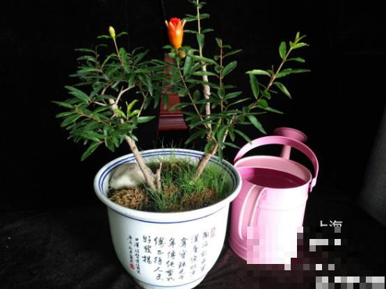 盘点第一次养花，做过的那些傻事儿，几乎全中！