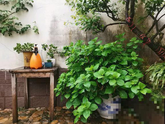 想回到农村，把老家改造成花园，庭前种花，屋后种菜！