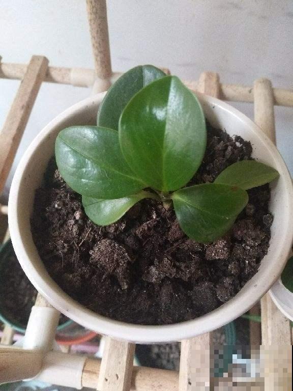比绿萝还好养的花，叶子圆圆的，一擦就亮！