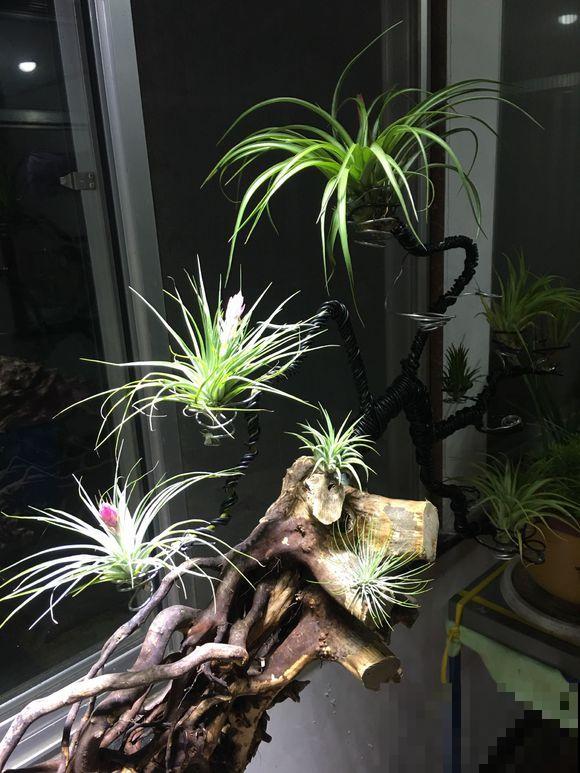 这花不能用土养，挂起来吸空气就行，太省事了！