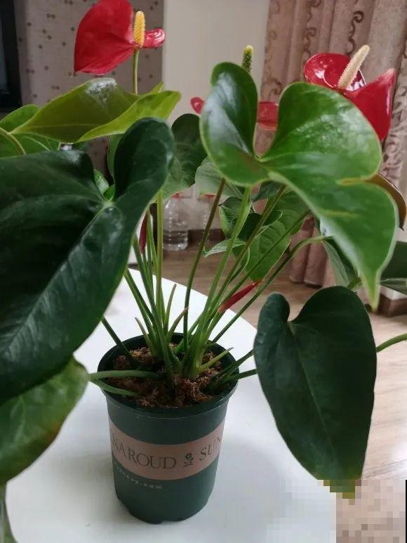 1棵长寿花，冒出124个花箭，开花开成大锅盖，咋养的？