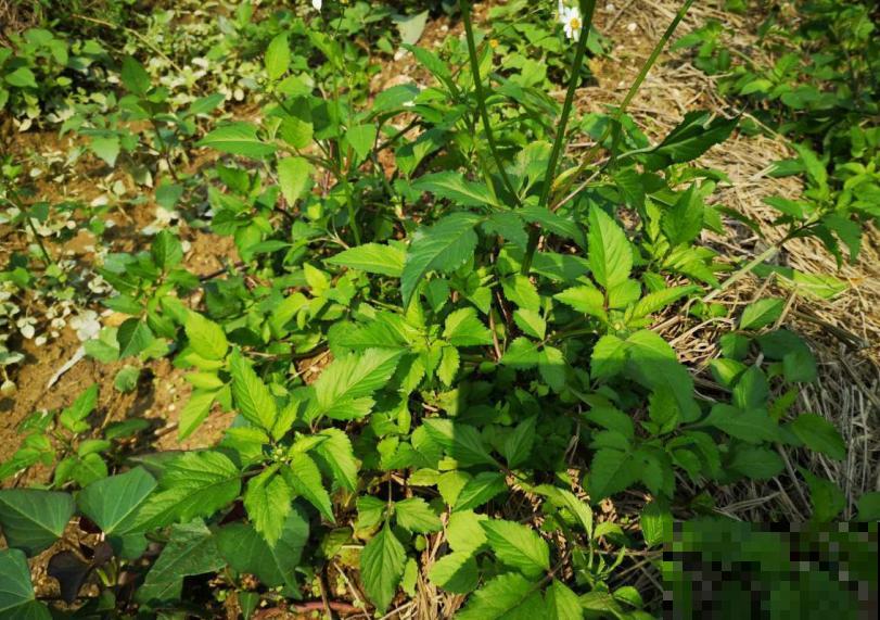 见过鬼针草吗？这植物满山是，有些人看见它就怕得绕路走！
