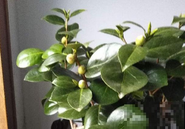 公认最难养的花，不开花则已，一开花比月季还惊艳！