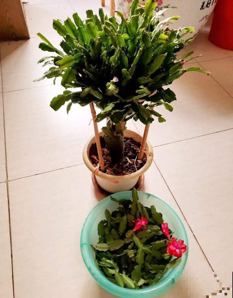 过完年，这花赶紧修剪、扦插，还能再开一茬！