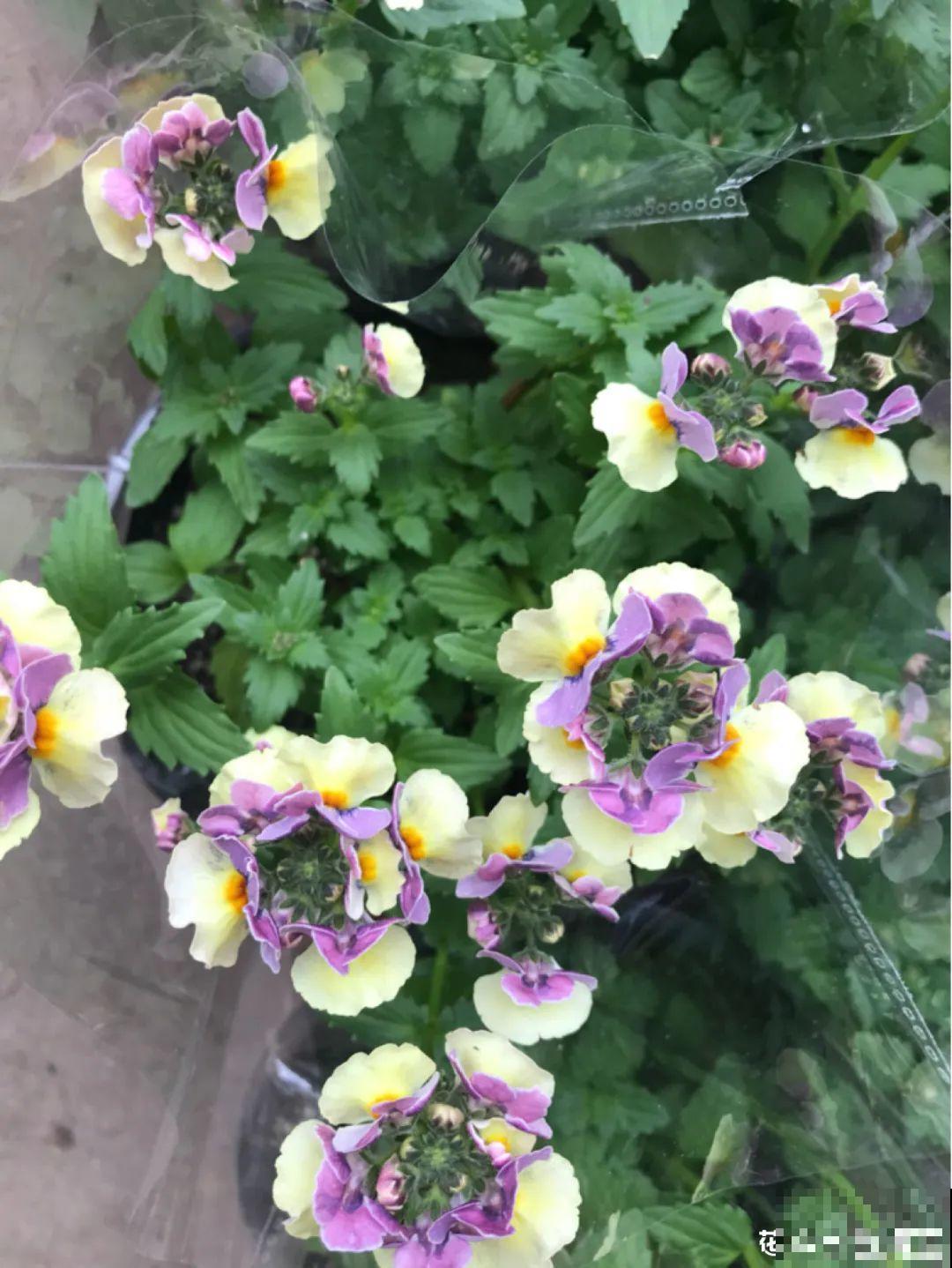 这花名字土掉渣，开花却特美，花期长达3个月！