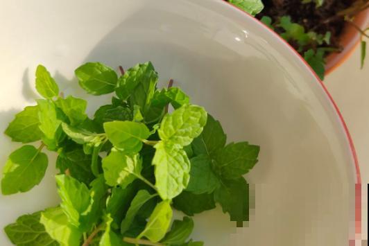 这种植物可以做菜，叶子摘下能泡茶，养人又养眼！