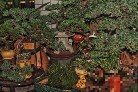 他家超大阳台，种了几十盆高价盆景，壕无人性！