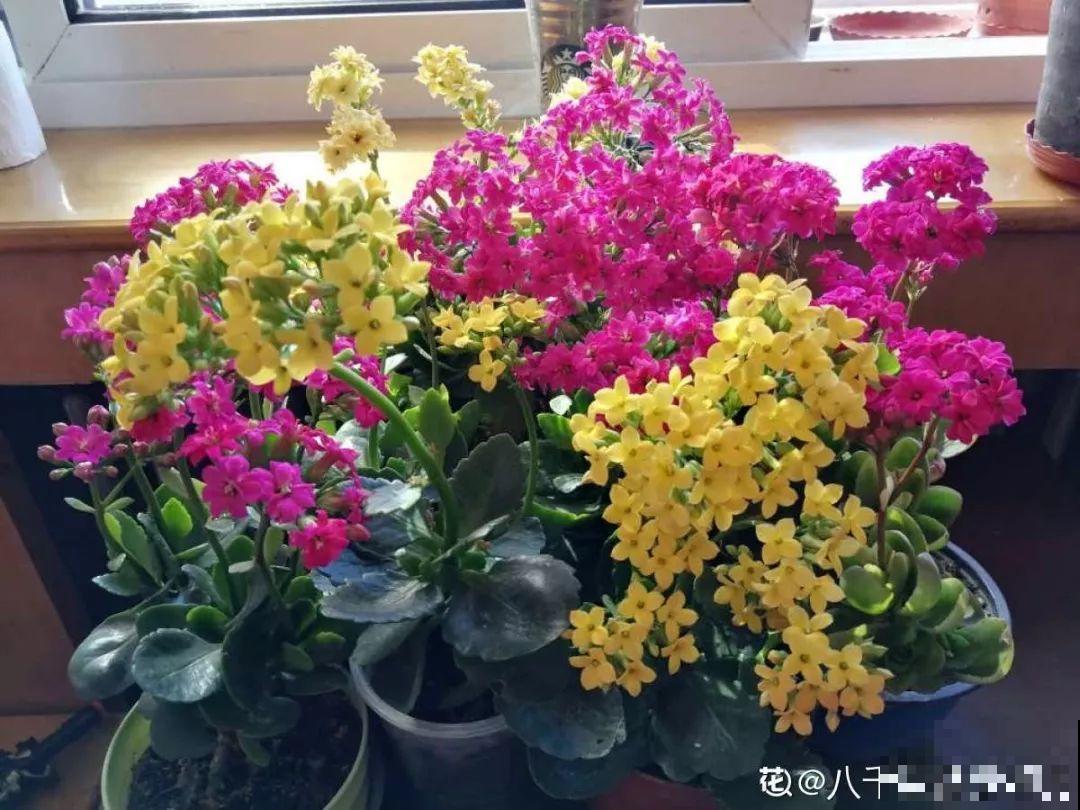长寿开花不过瘾，学会1招，花苞多的能盖叶！