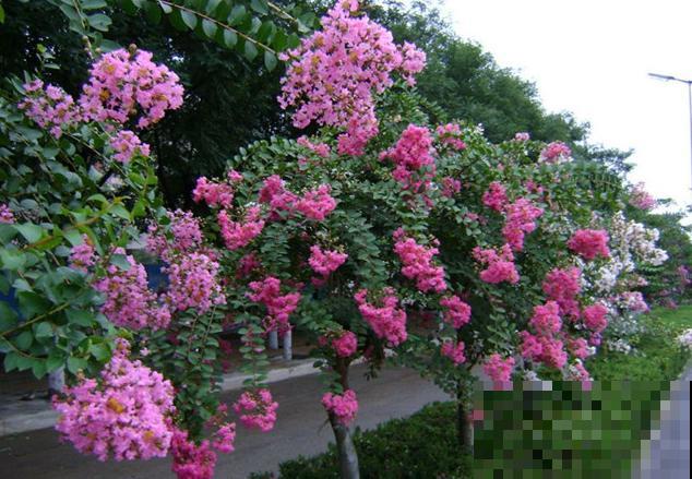 3·12植树节，最适合种什么树？