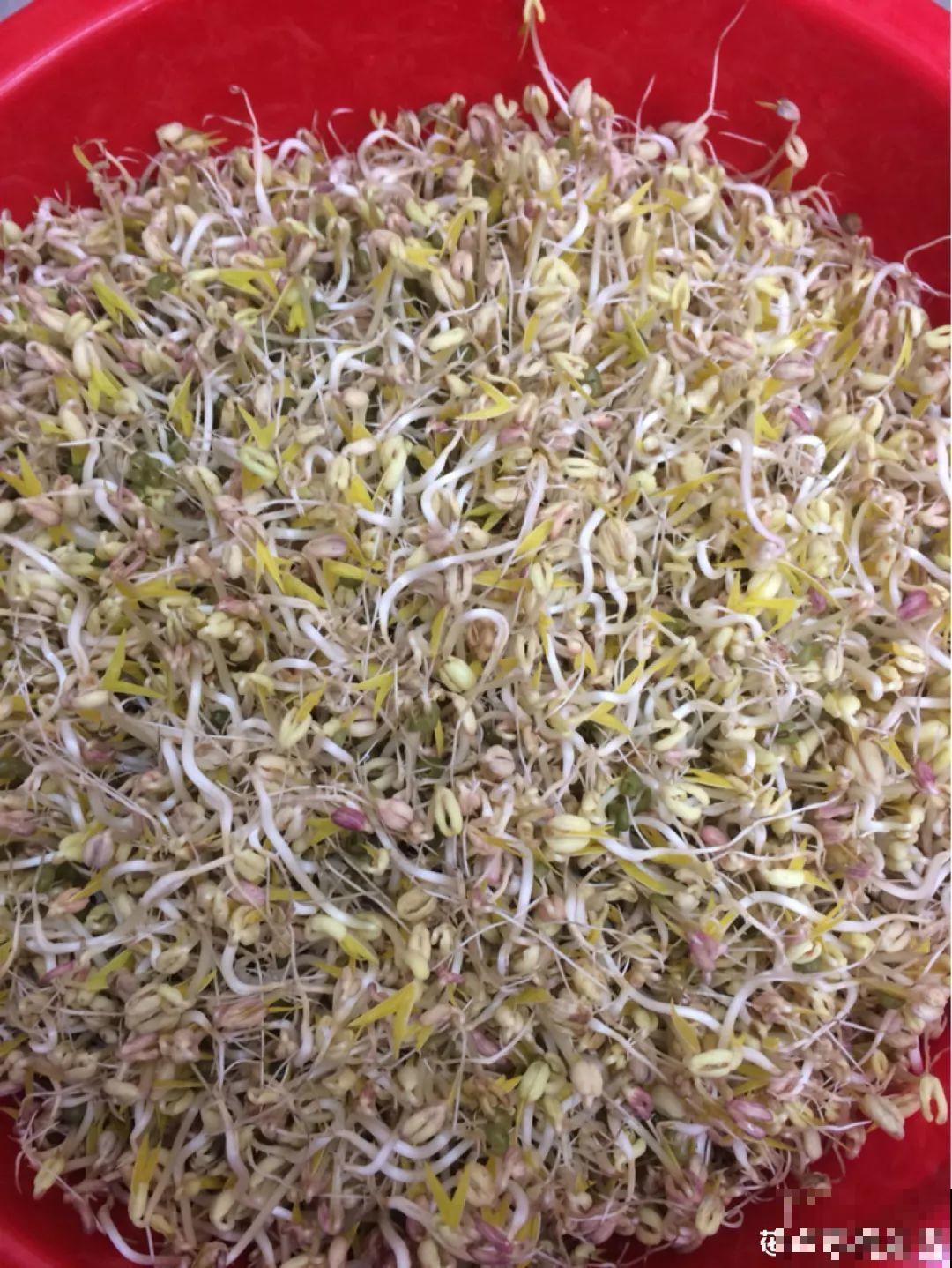自己在家种点它，10天半月就能吃，不用出门买了！