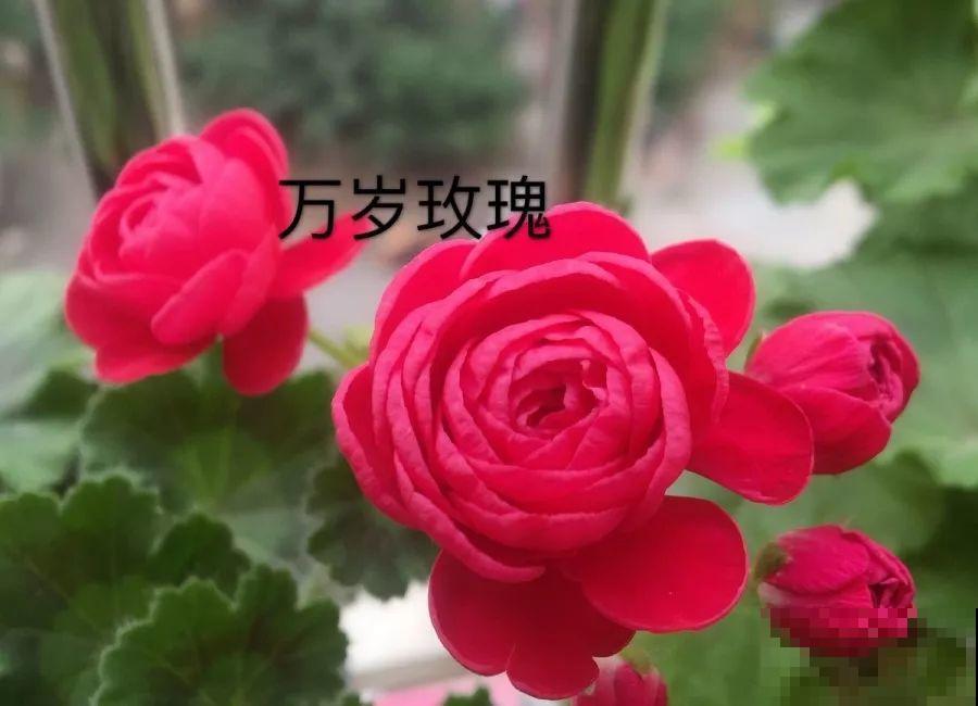 干净明亮的小窗台，适合养这花，谁见都夸漂亮！