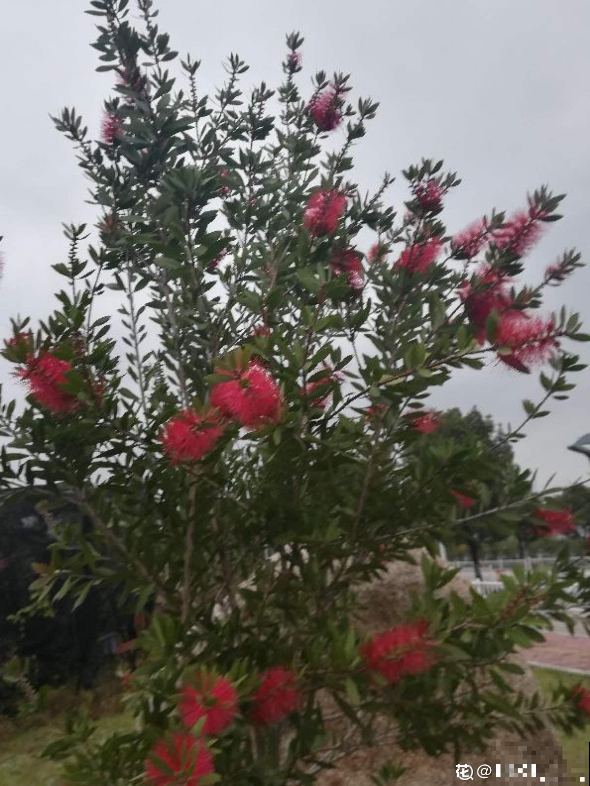 邻居养的“毛刷子”花，开花惊艳四座，红红火火有福气