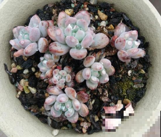养了6年多肉，我是如何一步一步，从小白变成高手的！