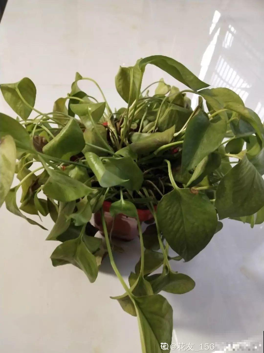 给花狠心剃光头，新芽呼呼冒，1年变老桩！