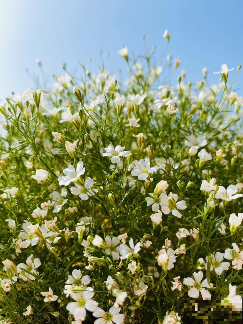 这花开花就成“花球”，足不出户就能赏花，赶紧养一盆吧