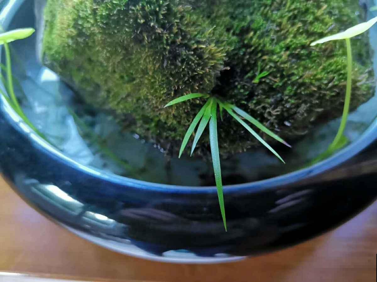 4种“招财花”，办公室养一盆，寓意招财进宝留好运，一年都顺利