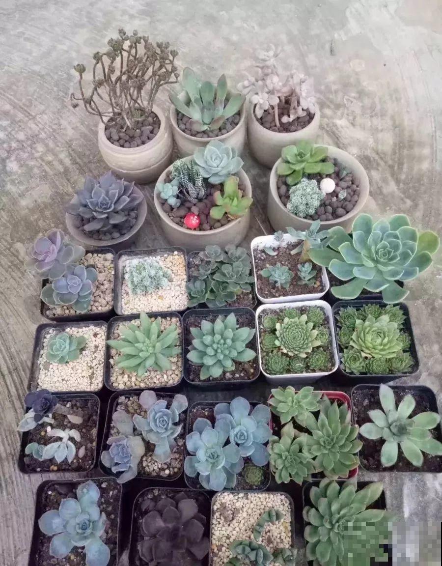 1块5毛钱的多肉，3年后养成了这样，对比太明显！