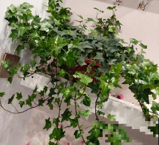 自制养花万能水，7天浇一次，叶子旺盛开花满枝头！