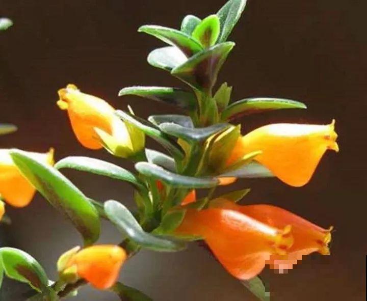 10种名贵兰花，春节养最美，花一开满屋子香气！
