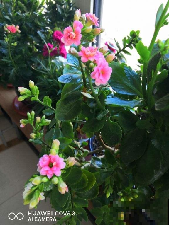 长寿花也能长成老桩，只要学会这几点，一冬就有成效！