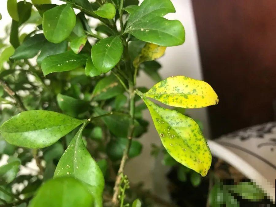 米兰春天这么养，疯狂冒新叶，开花香又多！