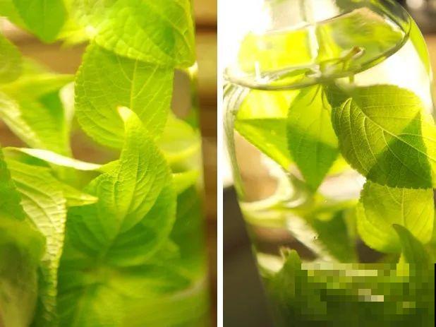 6种香香花，厨房客厅都能养，摘一把又能长一盆！
