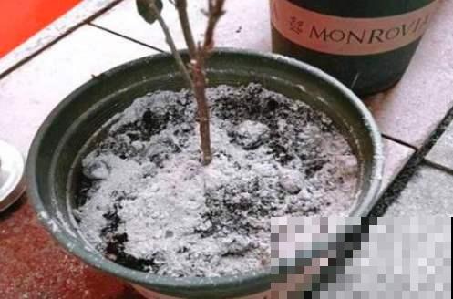 这路边随处可见的垃圾，点火一烧撒盆里，没想到花像打了鸡血！